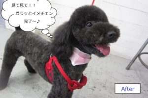 笑顔黒トイプードル