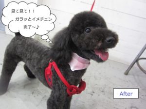 笑顔黒トイプードル
