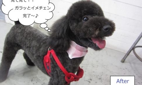 笑顔黒トイプードル