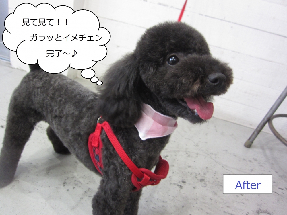 笑顔黒トイプードル