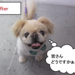 笑顔舌出しペキニーズ