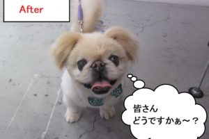 笑顔舌出しペキニーズ