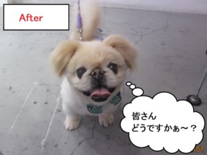 笑顔舌出しペキニーズ