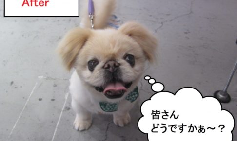 笑顔舌出しペキニーズ