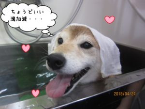 スパ中柴犬