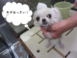 シャンプー中チワワ