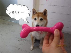 施術後花ちゃん