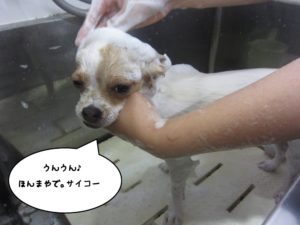 シャンプー中チワワ