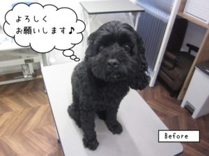 カット前トイプードル
