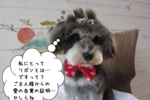 ダブルリボンおすましMシュナ