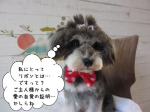 ダブルリボンおすましMシュナ