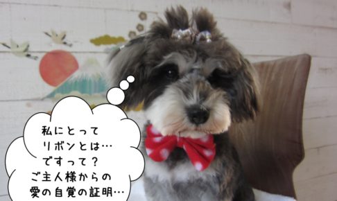 ダブルリボンおすましMシュナ