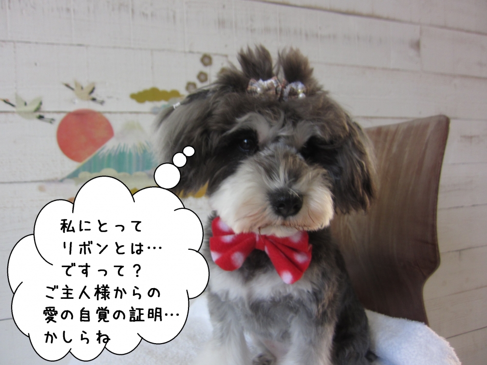 ダブルリボンおすましMシュナ