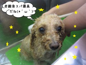 スパ中トイプードル