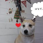 おすましミックス