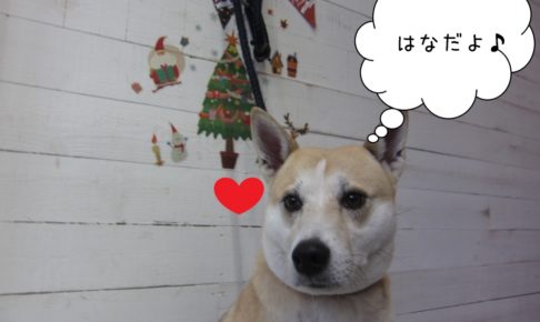 おすましミックス