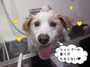 シャンプー中ミックス