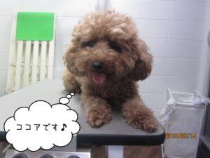 カット前トイプードル