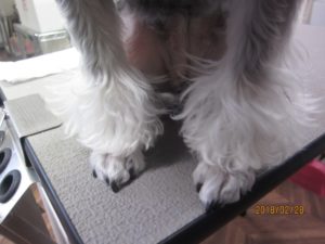 カット前Mシュナ