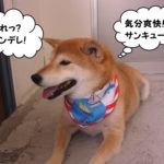 くつろぎ柴犬