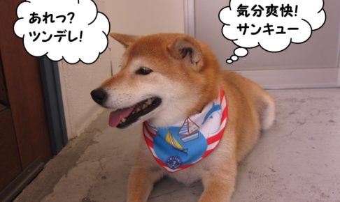 くつろぎ柴犬