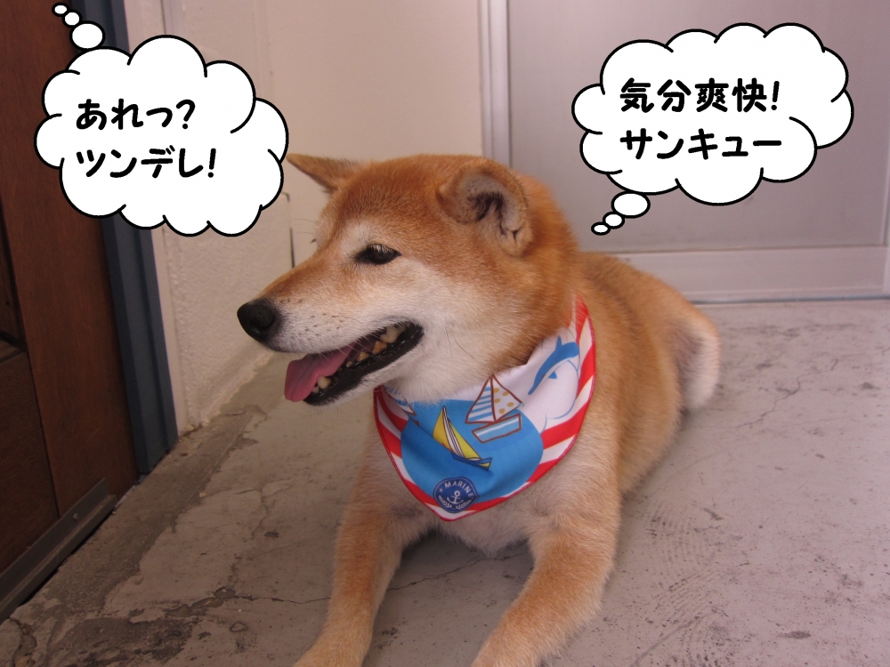 くつろぎ柴犬