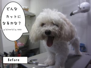 カット前マルチーズ