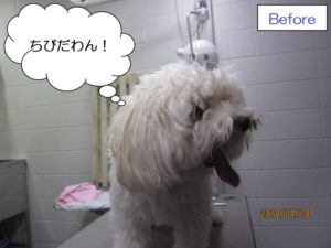 カット前マルチーズ