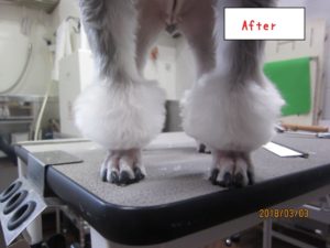 足首カット後Mシュナ