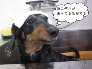 スパ中ミニチュアダックス