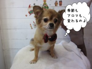 カット後チワワ