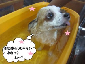 スパ中チワワ