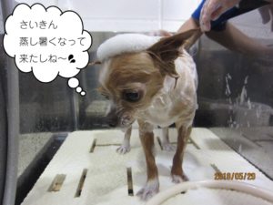 シャンプー中チワワ