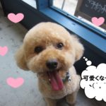 笑顔トイプードル