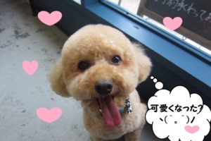 笑顔トイプードル
