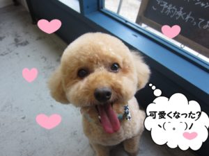 笑顔トイプードル