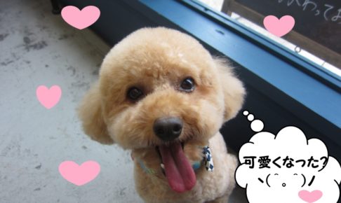 笑顔トイプードル