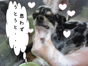 シャンプー中チワワ