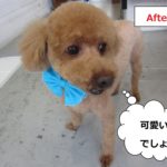 上からトイプードル