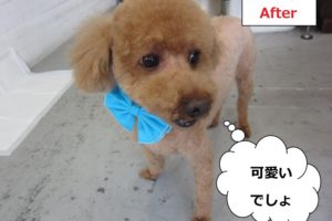 上からトイプードル