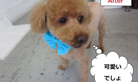 上からトイプードル