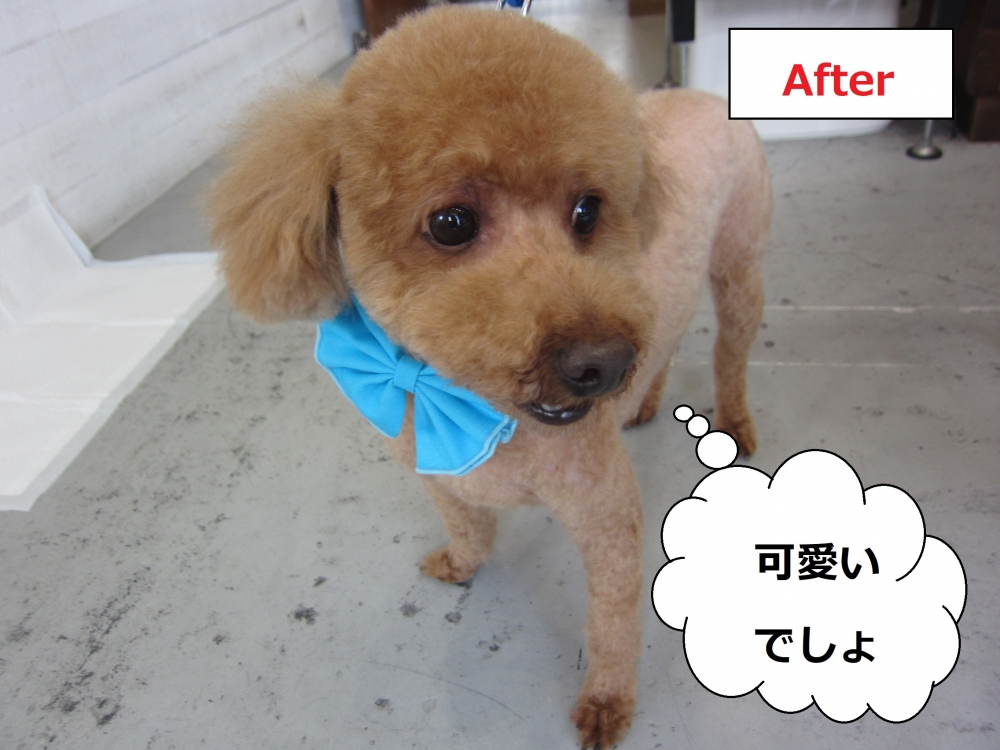 上からトイプードル