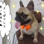 笑顔フレンチブルドッグ