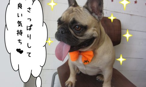 笑顔フレンチブルドッグ
