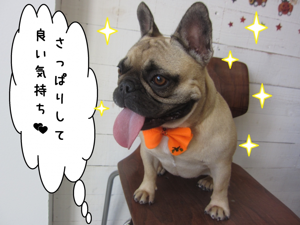 笑顔フレンチブルドッグ