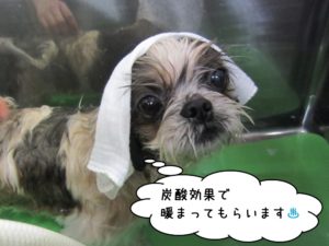 スパ中シーズー