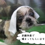 ゆったり温泉シーズー