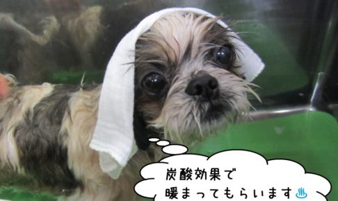 ゆったり温泉シーズー