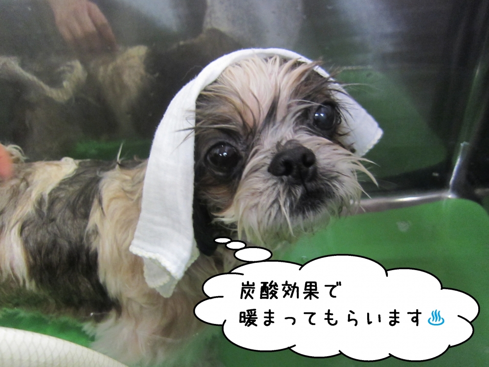 ゆったり温泉シーズー