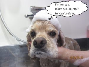 シャンプー中コッカー